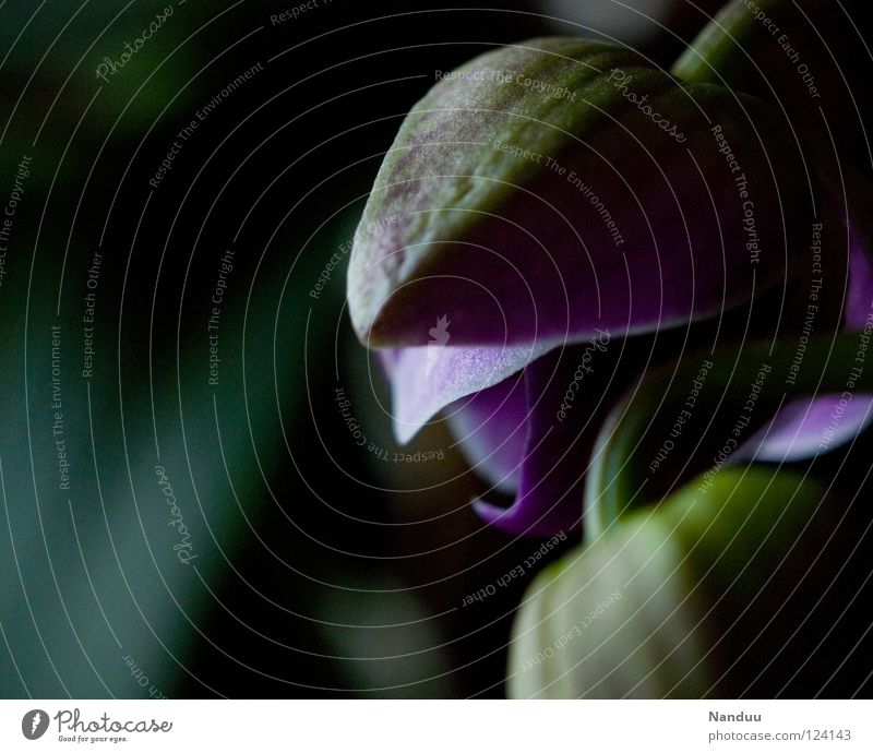 nochmal hinlegen aufstehen aufwachen Blüte Blühend geschlossen Potential entstehen Geburt Blume Pflanze dunkel Orchidee Grüner Daumen Leidenschaft Kultur