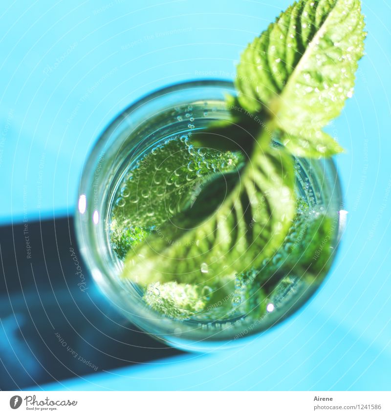 Erfrischung kommt! Getränk Erfrischungsgetränk Trinkwasser Minzeblatt Cocktail Kohlensäure Glas Blase Luftblase Wasserglas trinken kalt grün türkis spritzen