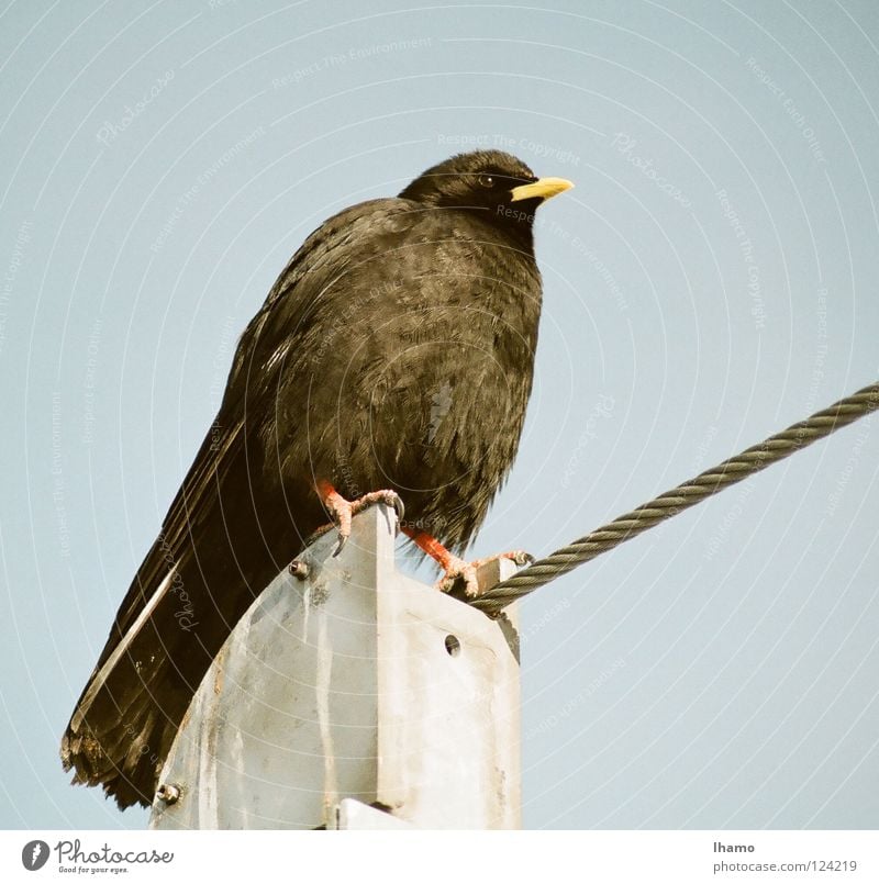 Luftseilakrobat Vogel Wind gelb Schnabel Feder Seil Stolz Niveau aufgeplustert Aussicht fliegen