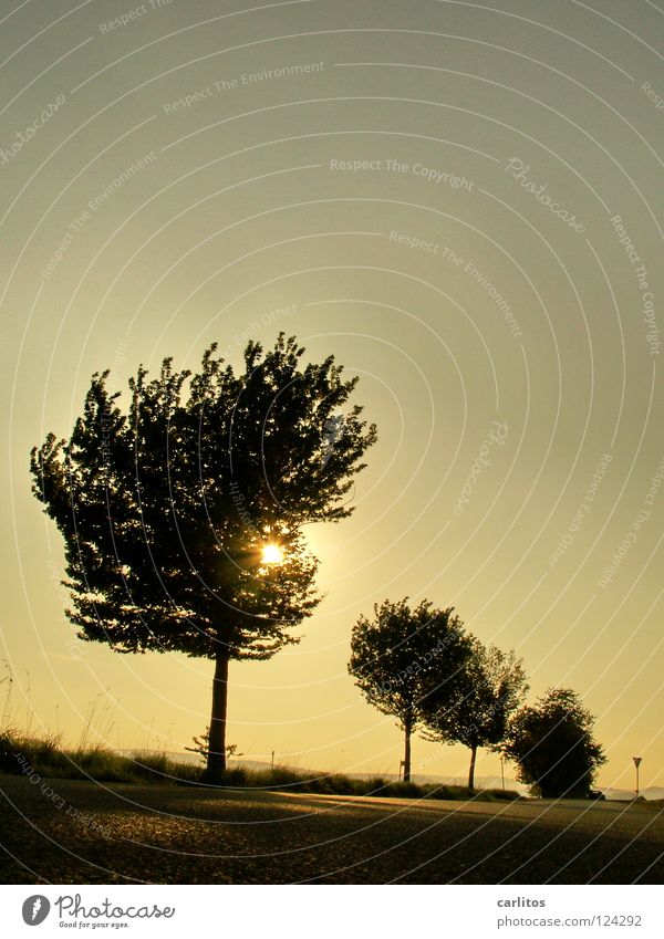 Sturmfrisur Baum Zwischenraum Baumreihe Promenade unvollendet Gegenlicht blenden Sinnestäuschung Illusion mystisch Gelbstich Fehlfarbe Fahrbahn