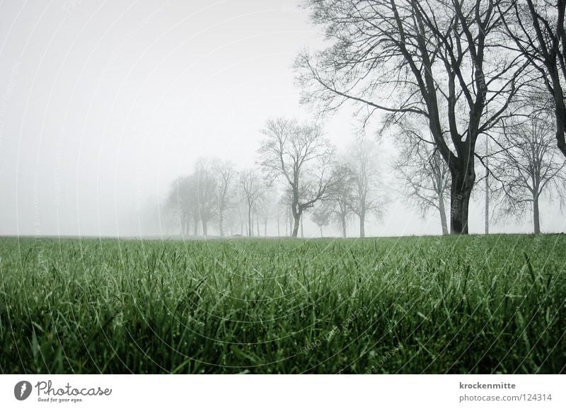 Seltsam, im Nebel zu wandern Baum Wiese Herbst Schweiz Rheintal grün Feld Gras Spaziergang Ast Landschaft