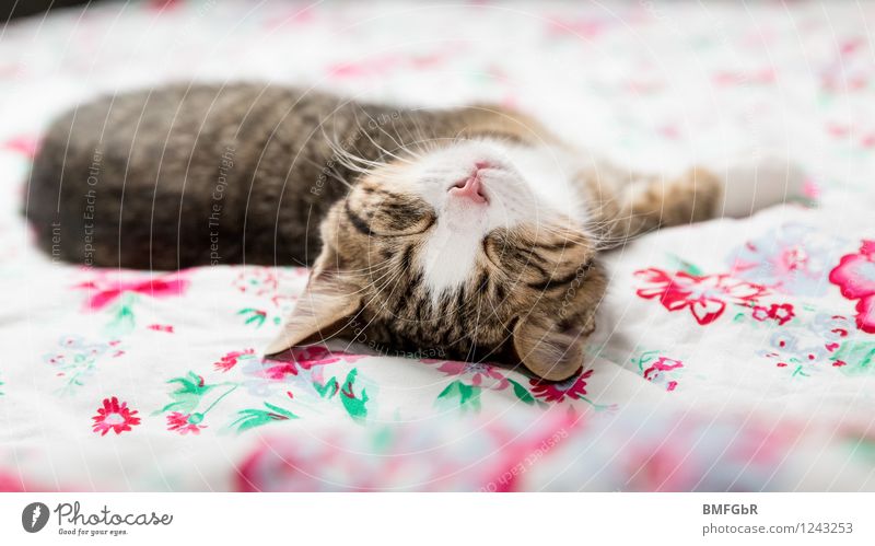 Tiefenentspannt Stil Design Glück harmonisch Wohlgefühl Zufriedenheit Erholung ruhig Wohnung einrichten Bett Schlafzimmer Tier Haustier Katze verkatert 1