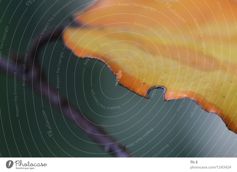 Blatt Natur Pflanze Frühling Sommer Blühend verblüht ästhetisch authentisch einfach elegant Freundlichkeit Fröhlichkeit natürlich gelb orange Gelassenheit