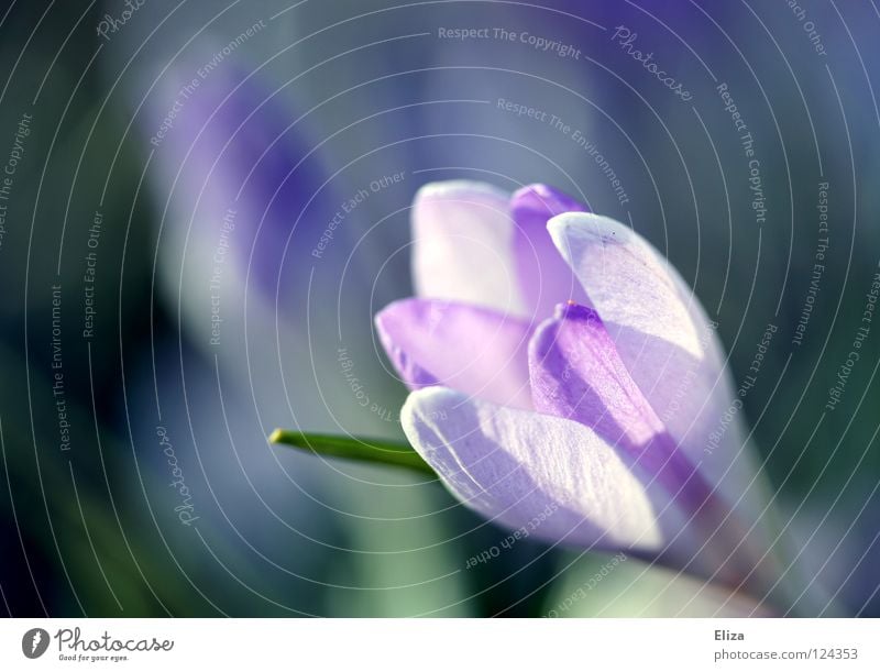 Krokus Frühling Blüte Krokusse Blume Blütenblatt zart violett Beleuchtung Sonne Schönes Wetter interessant Natur Lichtpunkt Wärme Frühlingsgefühle grün Vorsicht