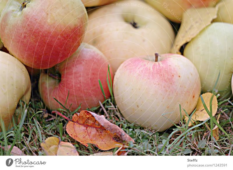 das Beste aus dem Obstgarten Äpfel Apfel Apfelernte reife Äpfel Fallobst Erntezeit Vorrat Wintervorrat Oktober Obsternte unbehandelt Bioobst Gartenobst