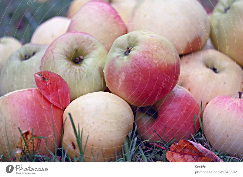 Apfelernte im Herbstgarten Äpfel Bio knackige Äpfel Obsternte organisch frisch aus dem Garten Gartenobst Frucht Obstgarten Vorrat Wintervorrat Bioprodukte