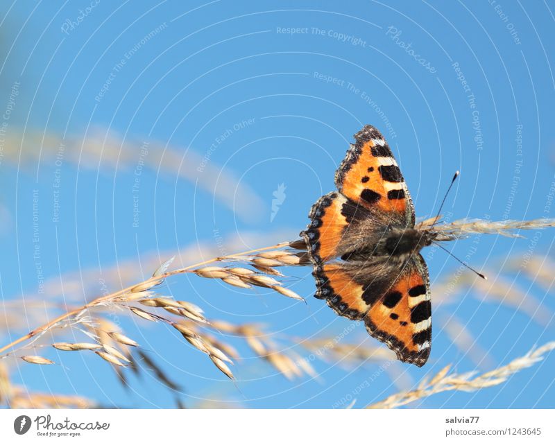 kleiner Fuchs Umwelt Natur Pflanze Tier Himmel Wolkenloser Himmel Sommer Halm Rispenblüte Schmetterling Flügel Kleiner Fuchs Edelfalter Insekt 1 genießen sitzen