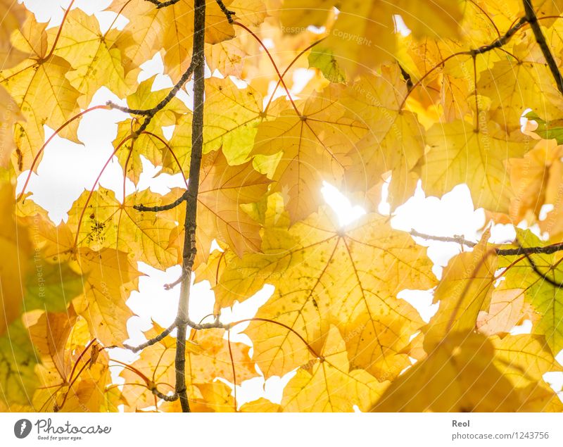Herbst Natur Urelemente Sonnenlicht Schönes Wetter Pflanze Blatt Grünpflanze Wildpflanze Herbstlaub Blattadern Baumkrone Blätterdach Zweige u. Äste Garten Park