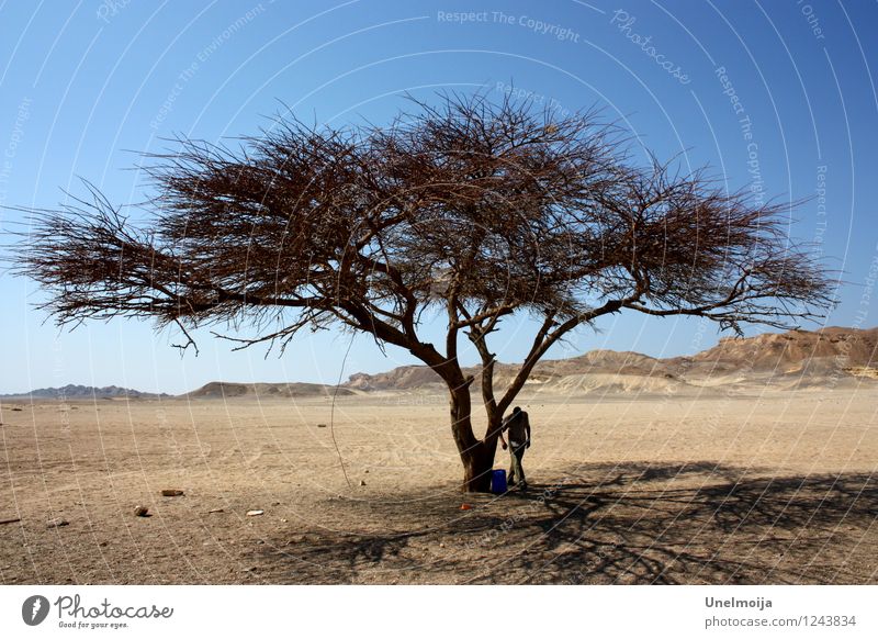 trockener Baum in der Wüste Natur Landschaft Pflanze Sand Himmel Wolkenloser Himmel Sonne Sommer Schönes Wetter Stein Holz Abenteuer Sorge Umwelt Umweltschutz