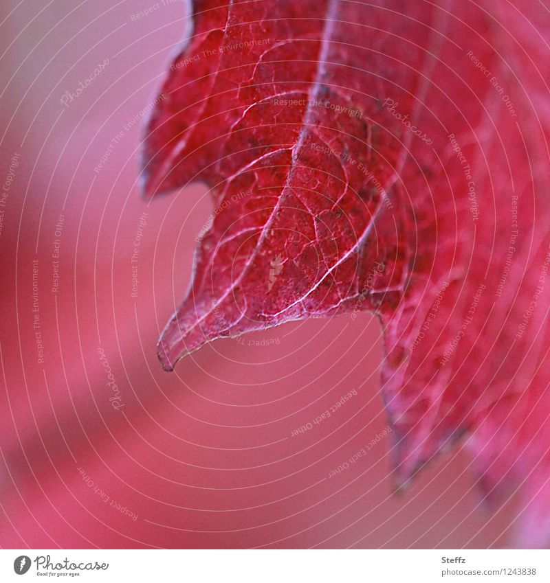 zackig rot rotes Blatt zackiges Blatt Blattadern weinrot Zacken knallig tiefrot herbstliche Impression Herbstblatt Eyecatcher herbstliche Stimmung Oktober