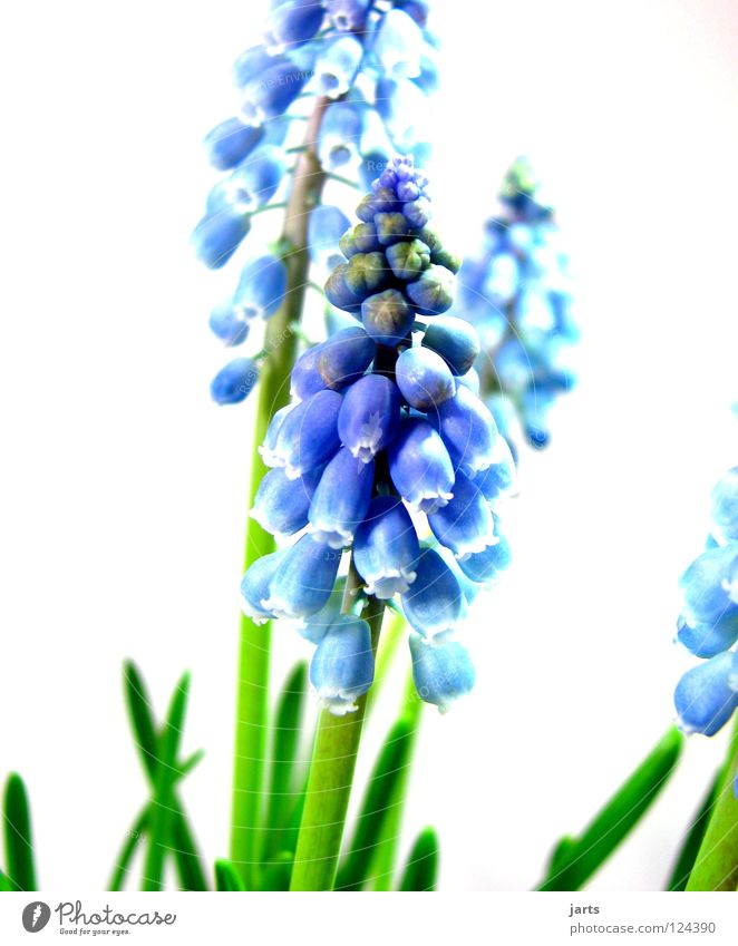 in blau grün Blüte Blume Frühling jarts