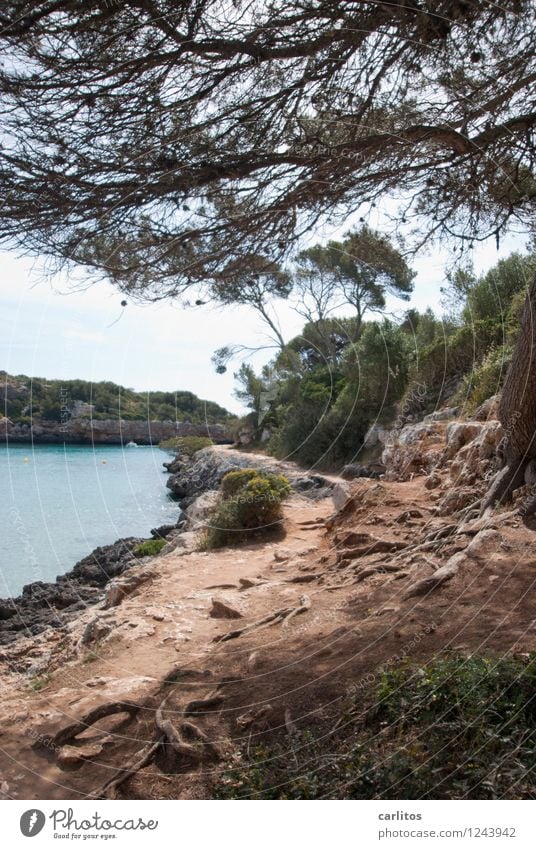 Cala Sa Nau Erholung Schwimmen & Baden Ferien & Urlaub & Reisen Strand Natur Baum Felsen Bucht Wege & Pfade ruhig Mallorca mediterran Im Wasser treiben Pinie