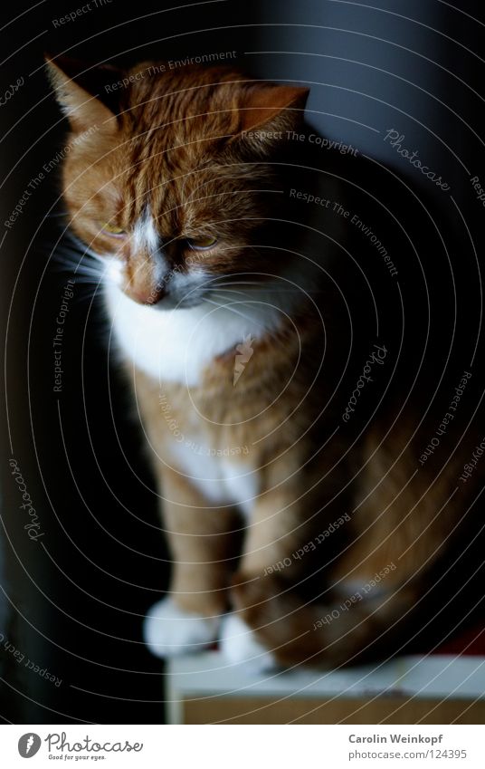 Paul. Katze Tier Haustier verträumt Fenster Fell rot Hauskatze Pfote Schnurren Schatten Haare & Frisuren getigert Ohr