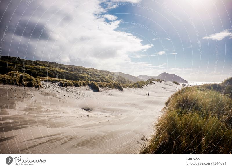 dunewalker Natur Landschaft Sand Himmel Wolken Gewitterwolken Sommer Gras Küste Strand Meer Pazifik Insel Neuseeland Südinsel stehen blau gold grün