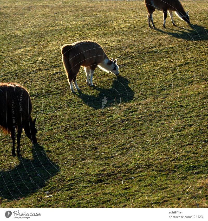 Formationsgrasen Paarhufer Kamel Tier Säugetier Fressen spucken Ernährung Wiese Gras Futter Südamerika diagonal Schatten Lama Alpaka Guanako Kamelart Sonne