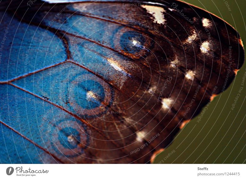 Flügelmuster eines Schmetterlings Morphofalter Edelfalter blauer Morphofalter nah natürlich braun Muster Lebewesen Schmetterlingsflügel exotischer Schmetterling