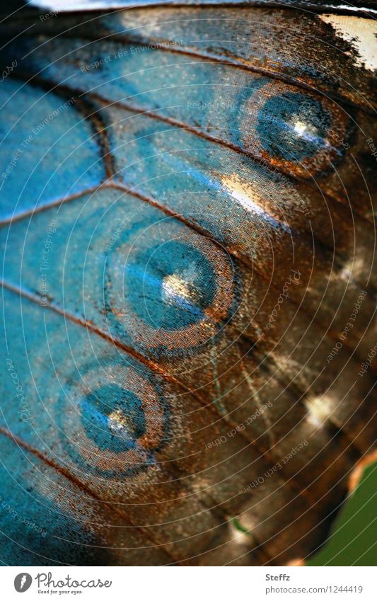 Flügelmuster mit Augenflecken Blauer Morphofalter Himmelsfalter Schmetterling Schmetterlingsflügel Eyecatcher exotischer Schmetterling tropischer Schmetterling