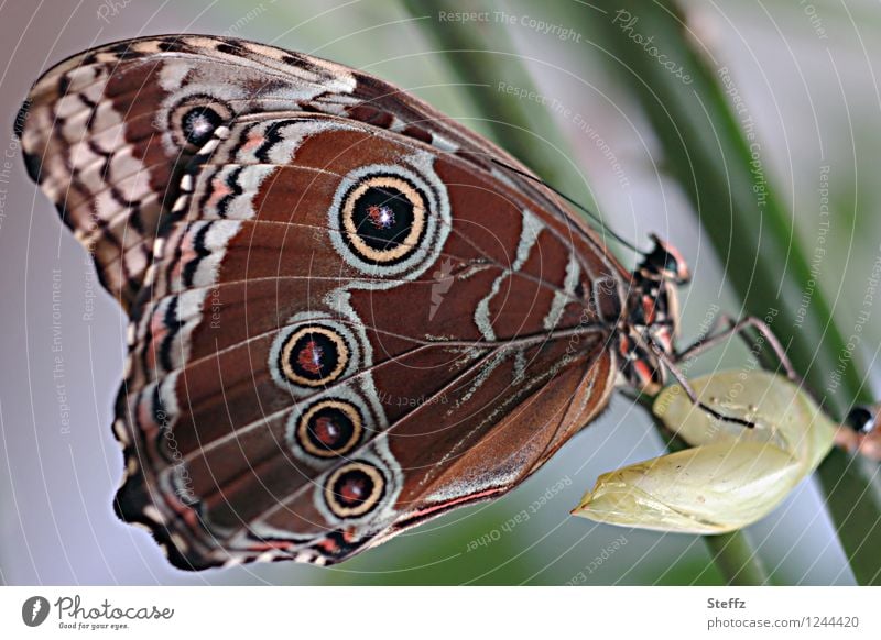 junger exotischer Schmetterling Blauer Morphofalter Morpho peleides geschlüpft Flügelmuster Flügelunterseite Schmetterlingsflügel tropischer Schmetterling