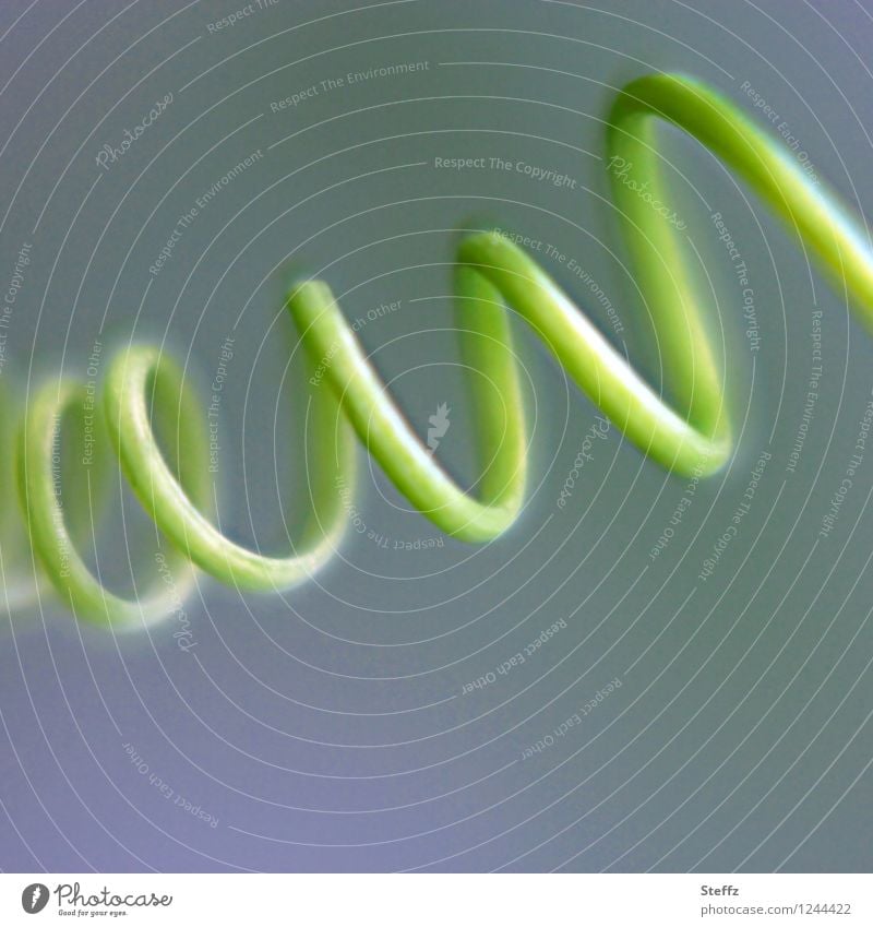 Spiralförmige Ranke einer Passionsblume Spirale Passionsblumenranke Sprossranke Schlingpflanze symmetrisch Natursymmetrie Naturform Kringel kleben