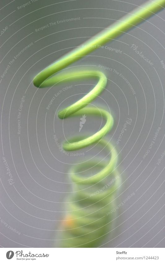 grüne Symmetrie einer Passionsblumenranke Ranke Sprossranke Schlingpflanze symmetrisch Spirale Spiralform spiralförmig Kringel kringelig Natursymmetrie