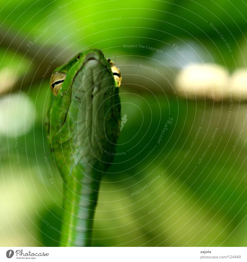 glühende augen Tier Baum Schlange grün Natter Reptil Singapore Asien Schlitz Schlüsselloch peitschennatter Scheune Gift Botanischer Garten Nahaufnahme