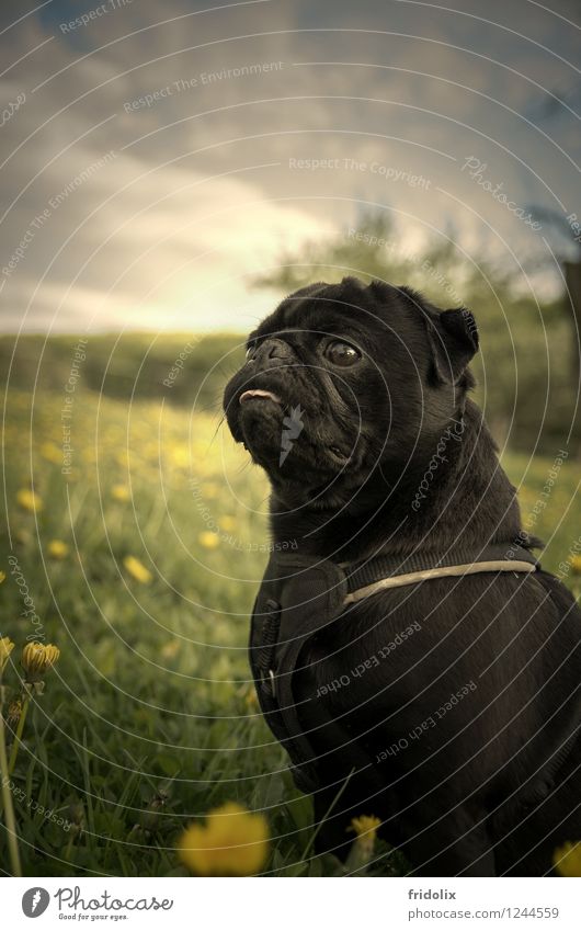Mopsdämmerung Haustier Hund 1 Tier Dekoration & Verzierung Erholung füttern Kommunizieren träumen ästhetisch elegant trendy kuschlig schön schwarz Stimmung