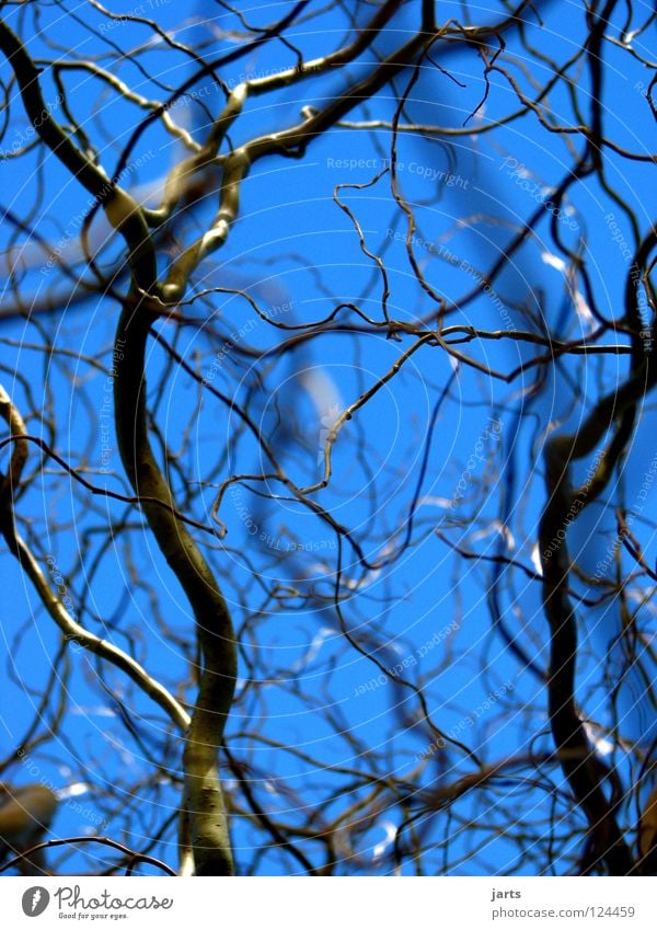 verzweigt Baum unordentlich Park Ast Weide Himmel blau Ordnung jarts