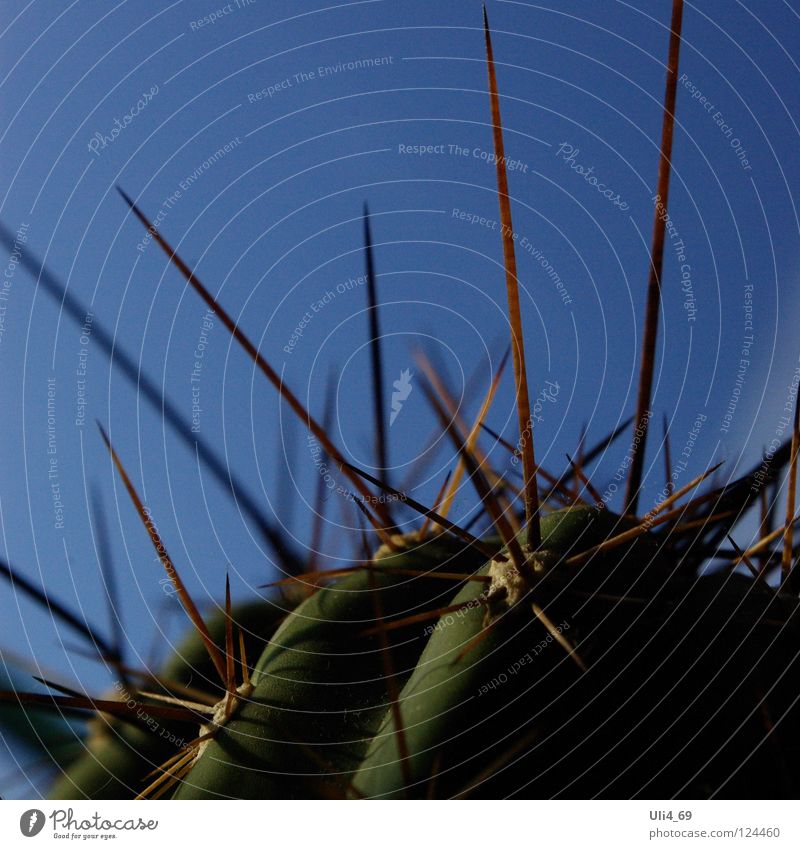 natürliche Phalanx Kaktus stachelig Pflanze Wüstenpflanze Stachel Cactoideae