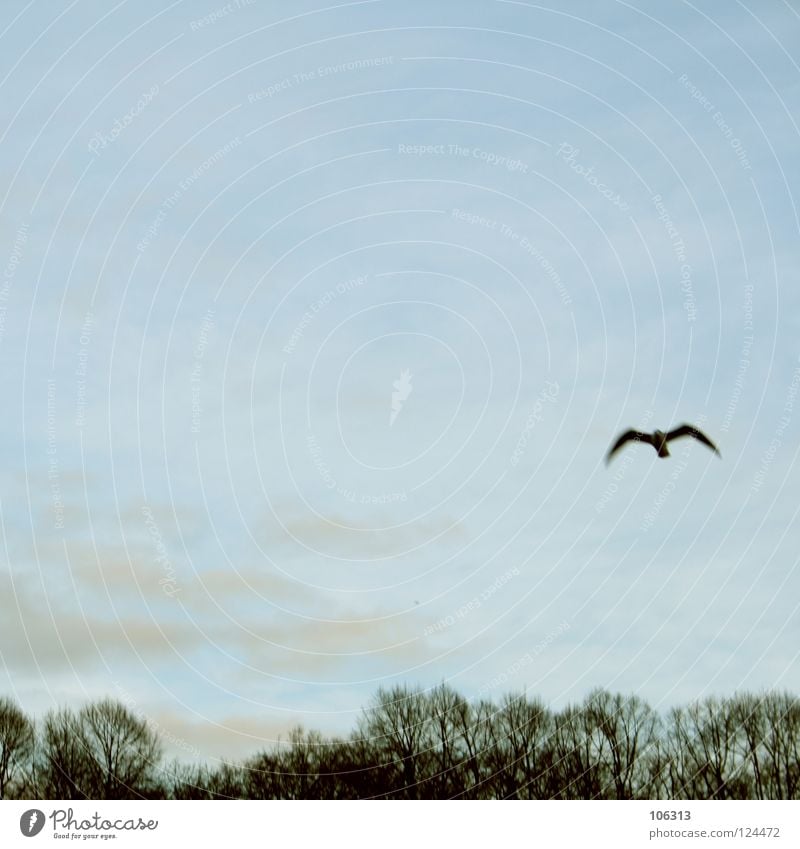 LONELY SEAGULL Möwenvögel Tier Luft Ozon Schweben fahren flattern gleiten Segeln baumeln rein Unbeschwertheit Meer Wellen Symbole & Metaphern Wolken Baum