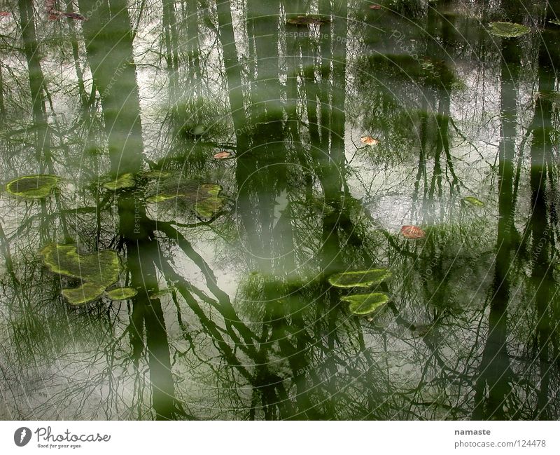 traumprinzenteich Teich Traumprinz Märchen Nebel Baum Reflexion & Spiegelung mystisch Stimmung trüb Wasser Sommer schön verfaulen Natur