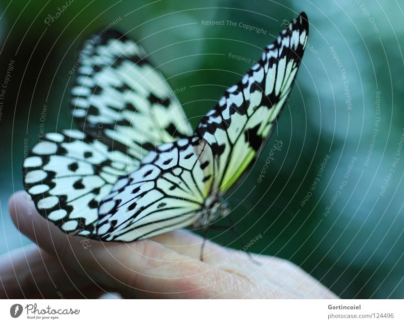 Schmetterviech III Schmetterling Insekt Tier Natur Hand Mensch Haut Glück Rüssel Nektar fliegen Flügel Fühler Beine Blume Stengel flattern fein filigran leicht
