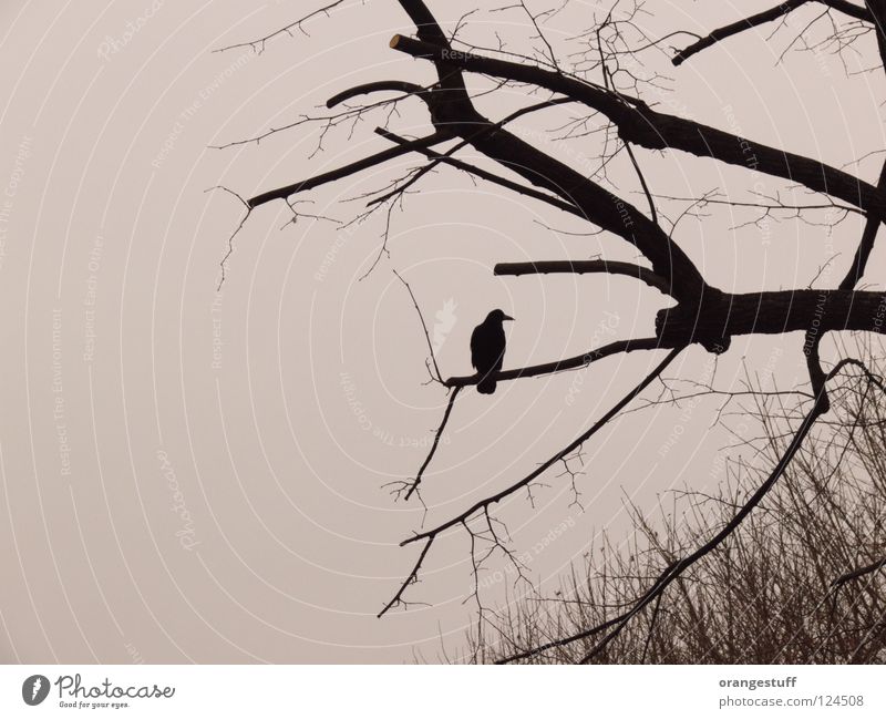 Krah. Mein Ast. Krähe Winter Baum Vogel ruhig Schwarzweißfoto crow branch tree alone bird silence solitude