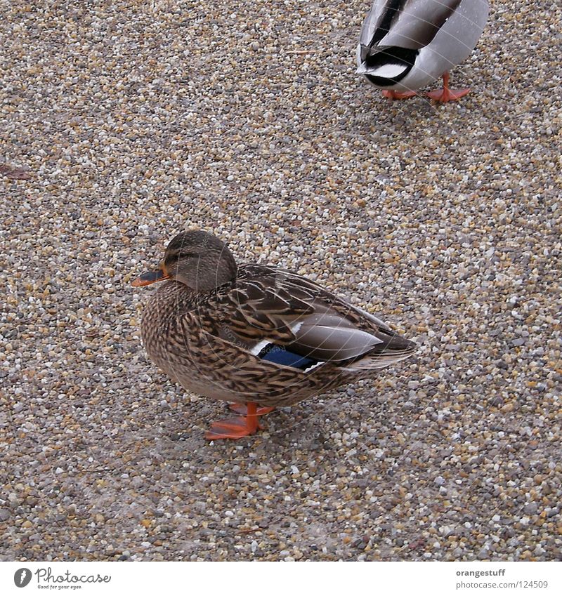 Du mich auch! Vogel Kieselsteine Tier Humor Wut Ärger Kommunizieren Ente duck bird pebbles couple animal Tierpaar