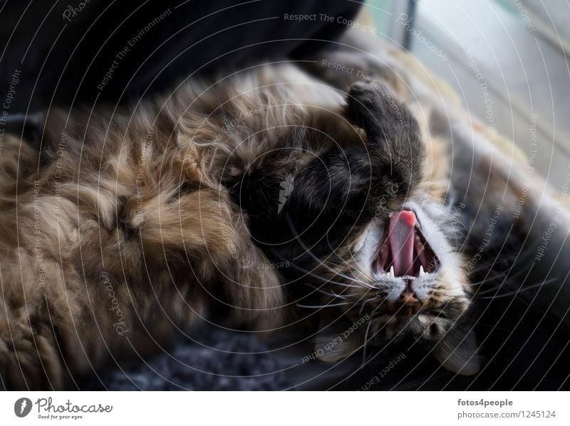 Maine Coon Katze Erholung Ein Lizenzfreies Stock Foto Von