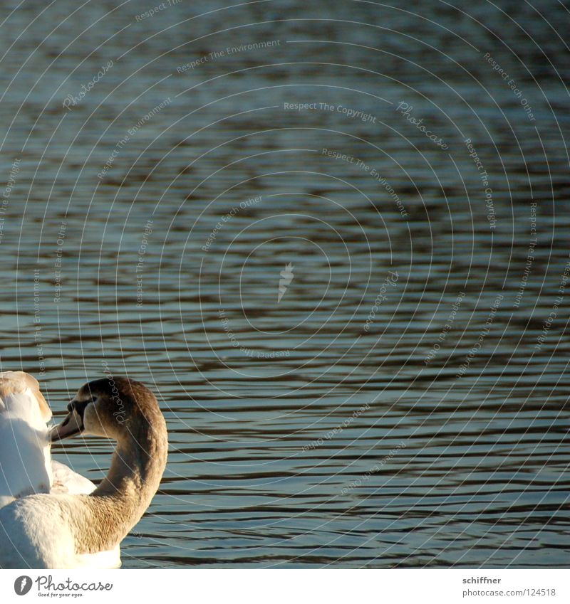 Geschnitten, nicht am Stück Schwan Schwanensee Vogel Reinigen Schnabel Feder See Teich Wellen weiß grau ja noch son Vieh gibt ja so wenige hier junger Schwan