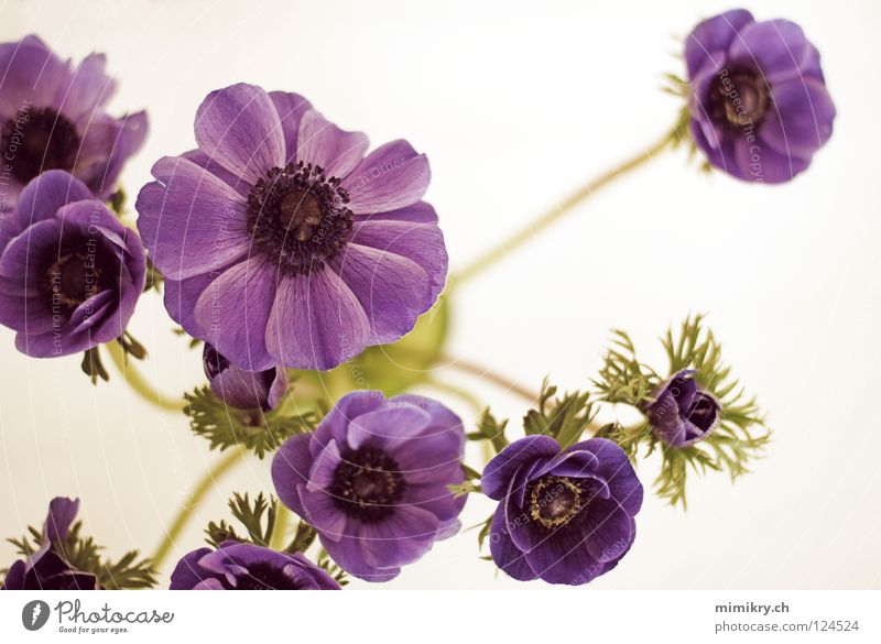 Anemonen Blume Frühling Blumenstrauß violett Frühlingsblume Dekoration & Verzierung schnittblume blau