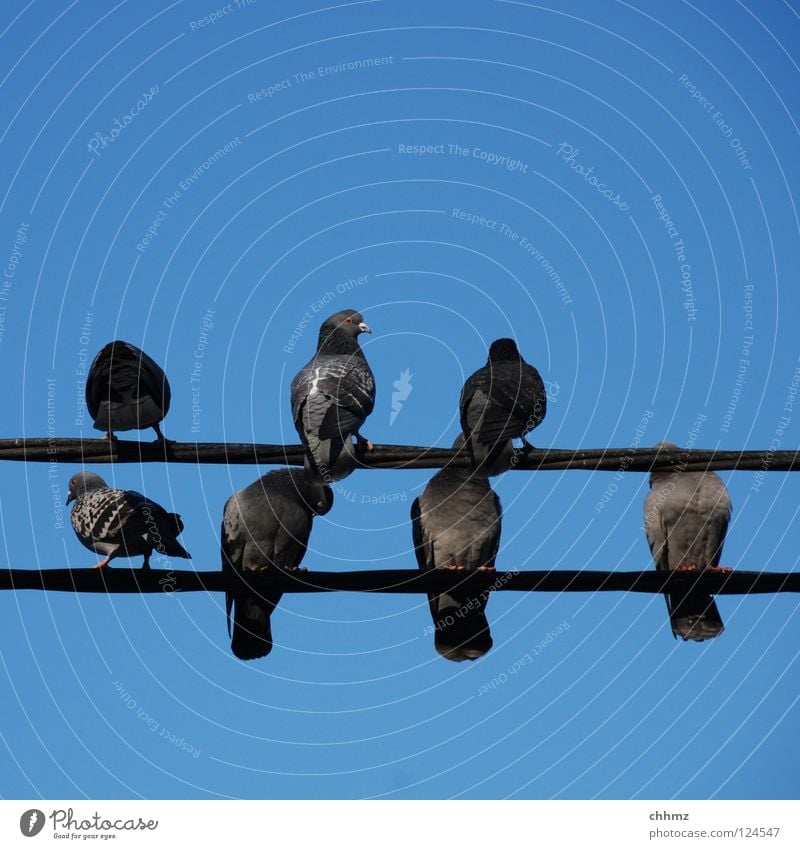 Ab in den Süden Taube Information Brieftaube Hochspannungsleitung Vogel Elektrizität warten ruhen Zusteller Plage Flugratten Kassiber Erholung mehrere sitzen