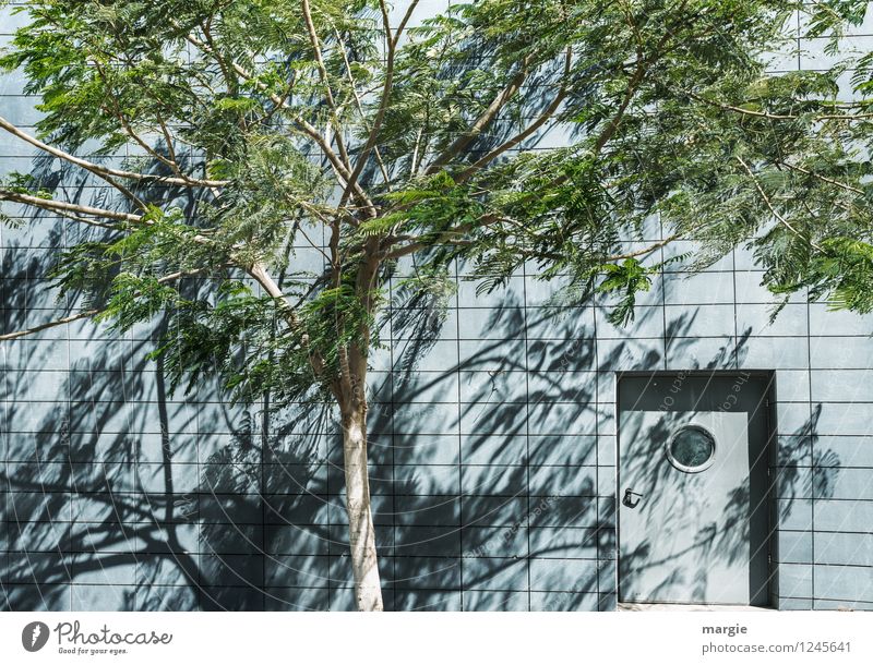 Eine geheimnisvolle Tür in einer Mauer, davor ein Baum mit Schatten Natur Sonne Schönes Wetter Wind Pflanze Blatt Grünpflanze Haus Wand Fassade Fenster blau