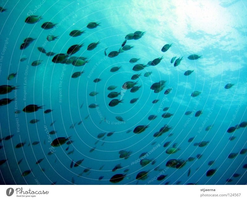 UNDER THE SEA Meer tauchen grün Fisch Wasser Unterwasseraufnahme Schwarm blau