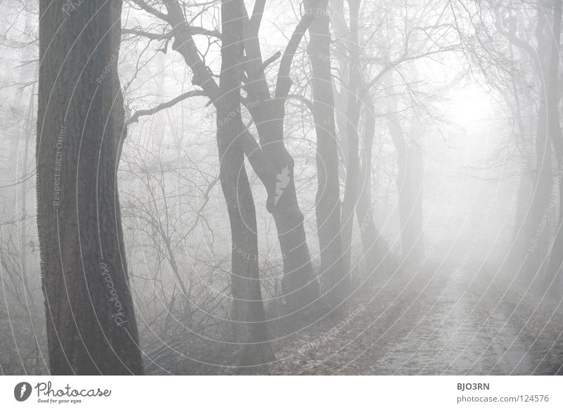 foggy woods #6 Nebel Einsamkeit kalt dunkel Baum Winter Wald nass feucht gefroren Natur Nebelstimmung ungewiss geheimnisvoll Querformat horizontal cold tree