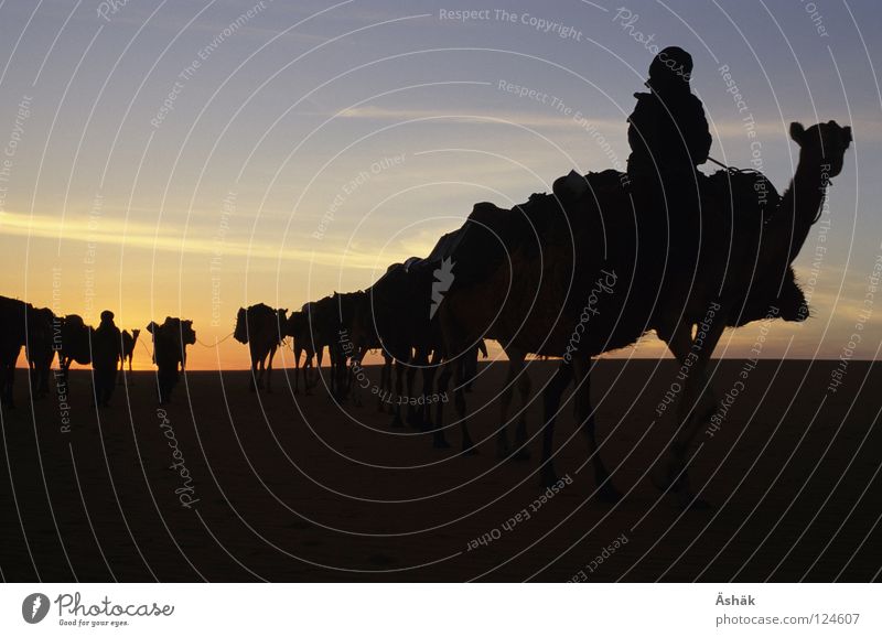 Karawane Karavane Sonnenuntergang Nomaden Niger Ténéré-Wüste Kamel Afrika Tuareg Sahara Sand