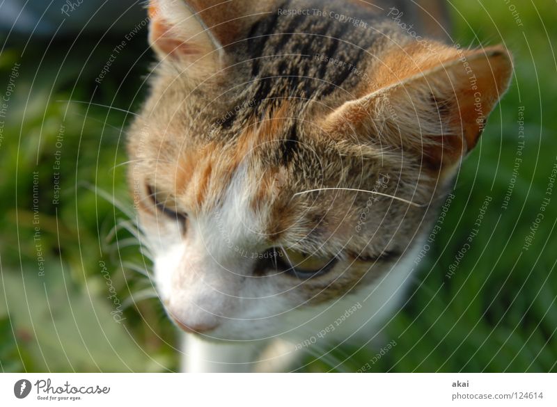 Katze Tier Hauskatze Futter Fressen Haushuhn Wachsamkeit Kontrolle Jäger Jagd krumm Angst Spielen Säugetier Opfer Lebensmittel Vorsicht akai jörg joerg Blick