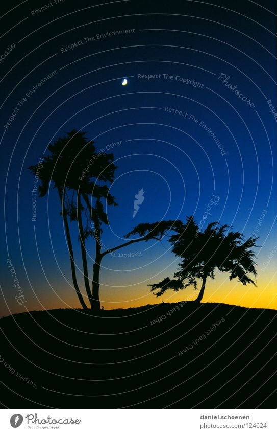 Mond Sonnenuntergang Licht Nacht Gegenlicht Zeder Baum Sonnenaufgang Kalifornien Küste Stimmung Bergsteigen Freizeit & Hobby Ausdauer Sauberkeit Luft zyan gelb