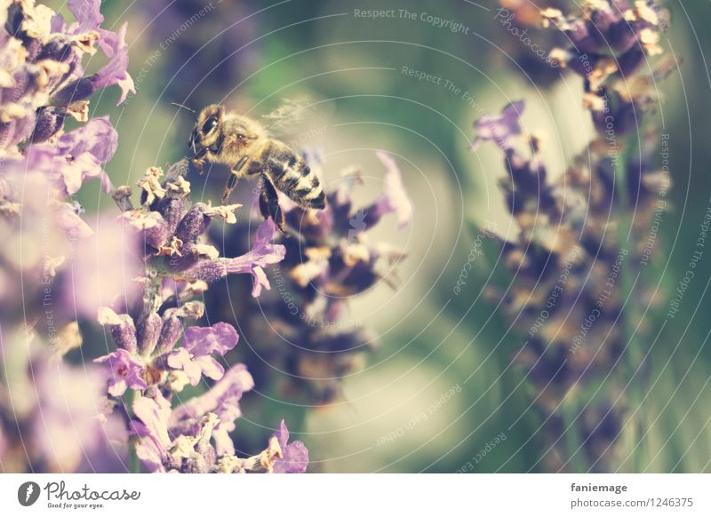 Honiglieferant Natur Sommer Schönes Wetter Wärme Blüte Garten Park Wiese fliegen Flugzeuglandung Biene Lavendel Lavendelfeld Duft Honigbiene violett grün