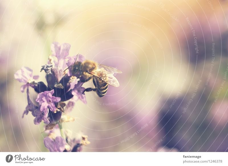 Lavendelhonig Natur Schönes Wetter Blüte Garten Wiese Feld natürlich süß Wärme violett Honig Honigbiene Biene Ernte Summen orange beige Warmes Licht zart Duft