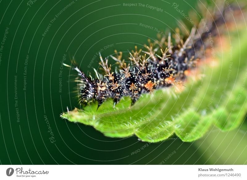 Ich werde auch mal Adrmiral Umwelt Natur Tier Sommer Pflanze Brennnessel Park Wiese Wald Schmetterling Raupe Admiral 1 Fressen grün orange schwarz weiß Farbfoto