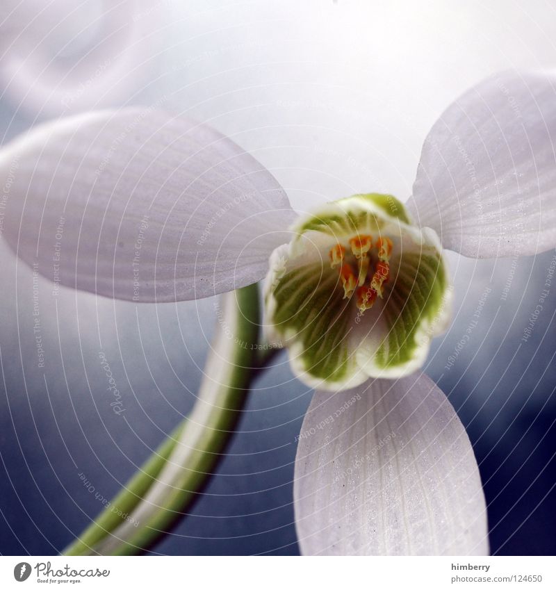 propellerhead Blume Makroaufnahme Blüte Pflanze Detailaufnahme weiß Blütenknospen Blütenblatt Botanik Natur Sommer Frühling frisch Wachstum Farbe ästhetisch