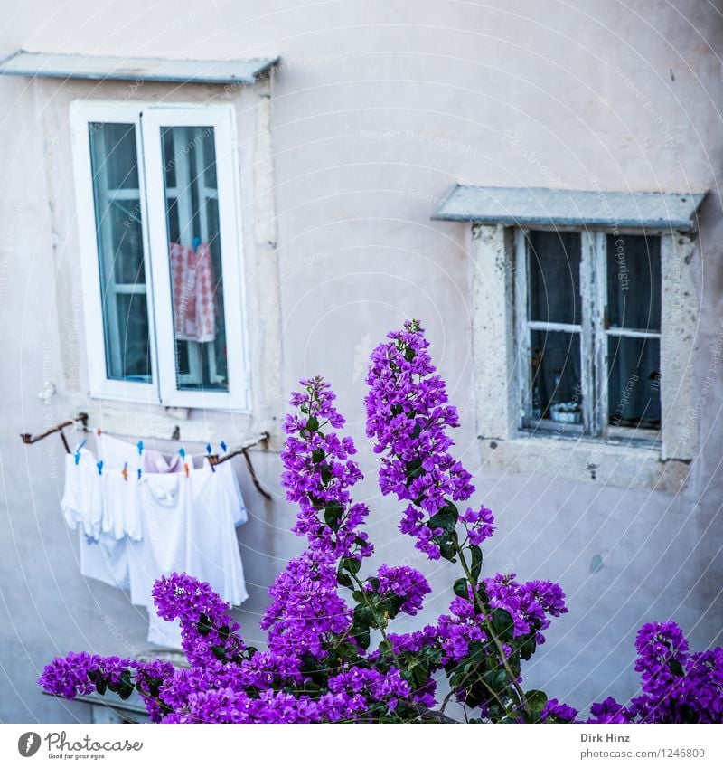 Blüten vor dem Fenster Mauer Wand Fassade Garten Sehenswürdigkeit Wahrzeichen Denkmal grau violett rosa Dubrovnik Weltkulturerbe alt historisch