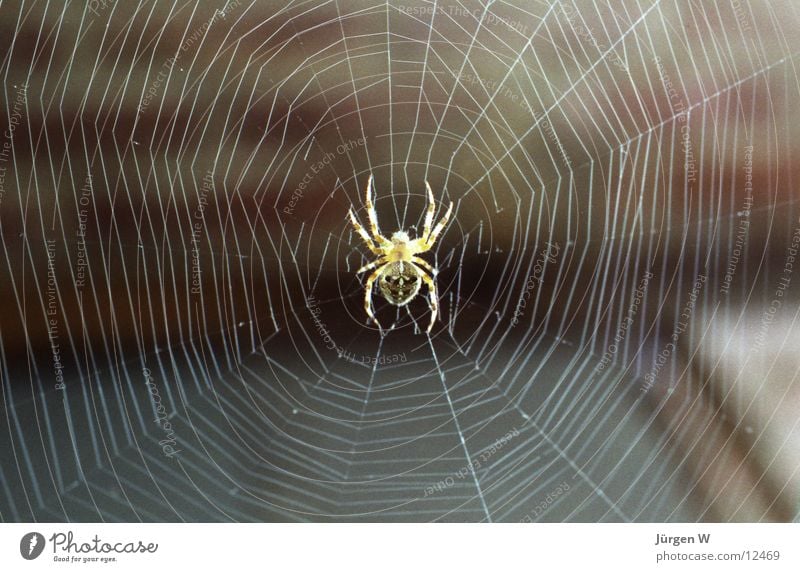 Spinne Im Gegenlicht Sonne Ein Lizenzfreies Stock Foto Von Photocase