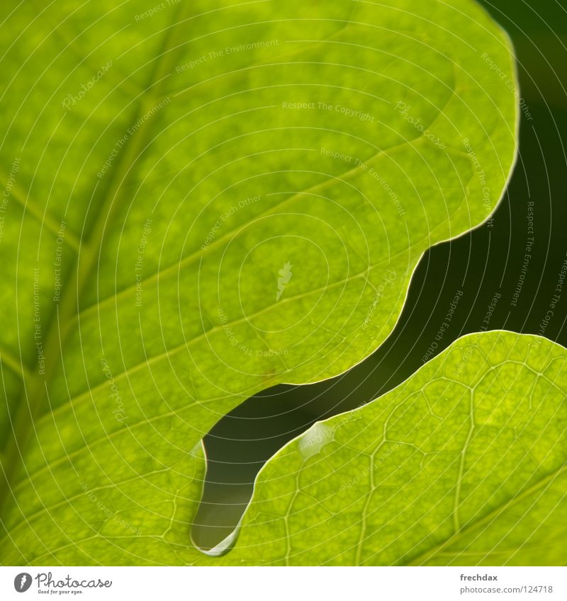 Photosynthese I Blatt rund grün schwarz Sonnenlicht Quadrat Botanik Gefäße organisch Biologie Prozess verwandeln Pflanze Strukturen & Formen Botanischer Garten